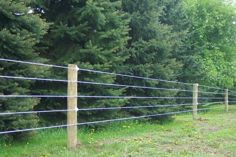 Wooden fence with wire strands along a grassy edge beside dense green trees.