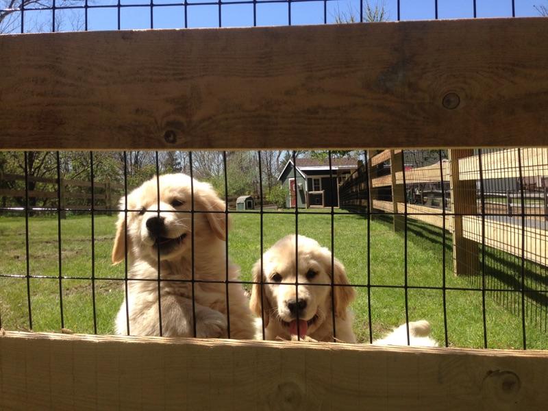 Two fluffy dogs behind a fence in a sunny grassy yard
