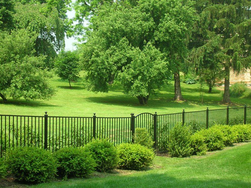 Green park with a black metal fence, shrubs, and leafy trees in bright sunlight