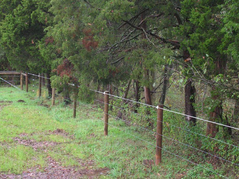 Rural fenced path beside trees and green grass after rain