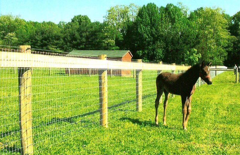 Brown horse standing in a sunny green pasture beside a wire fence
