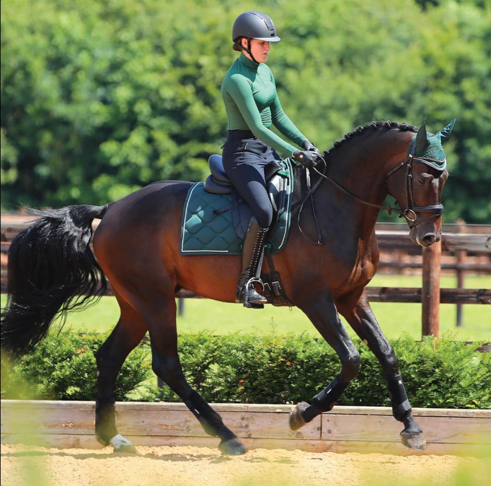 Dressage and Sports Horse Competition Prep
