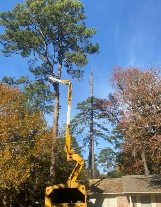 Yellow cherry picker lifts worker to trim a tall pine tree in a suburban yard.