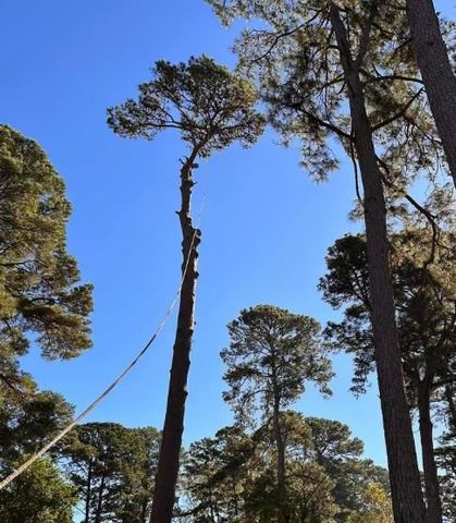 An arborist wearing safety gear uses a chainsaw to trim a tree branch from a yellow aerial lift bucket.
