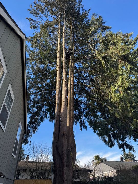 A tree climber in a safety helmet and harness works securely while suspended in a tree canopy.