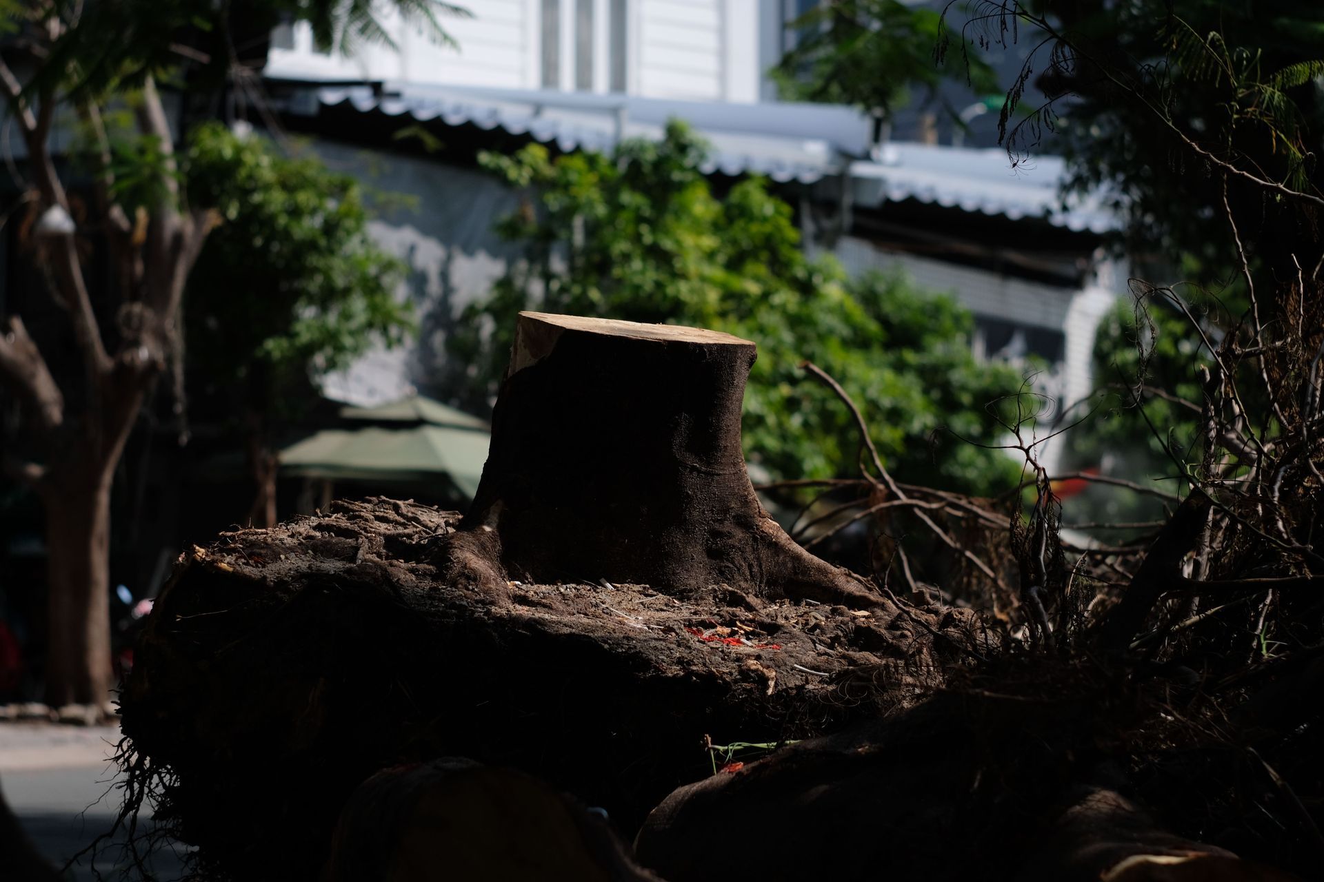 Tree stump and roots in a shaded outdoor yard with a house in the background