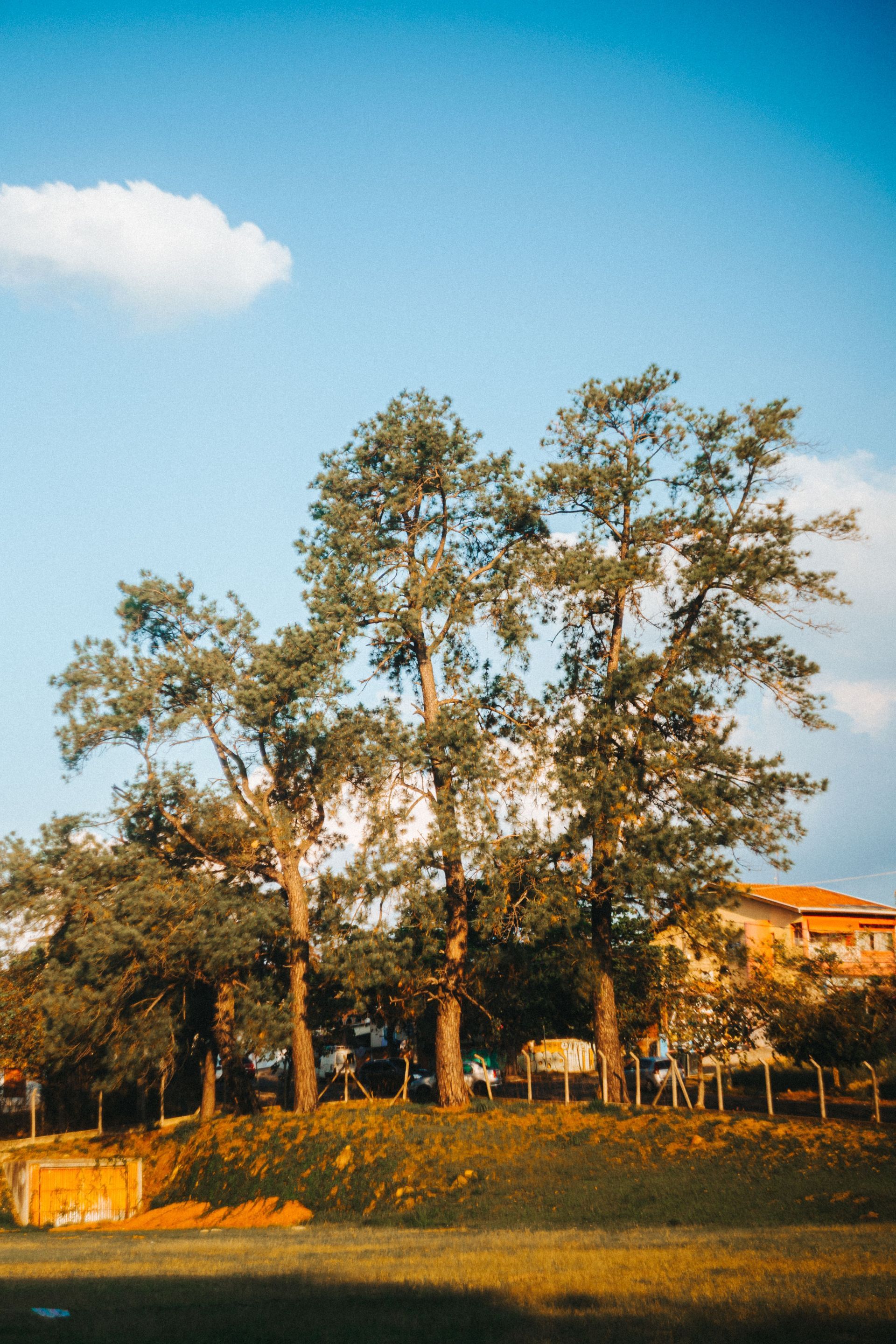 Tall trees in a sunny park with a blue sky and a few clouds, with buildings in the background