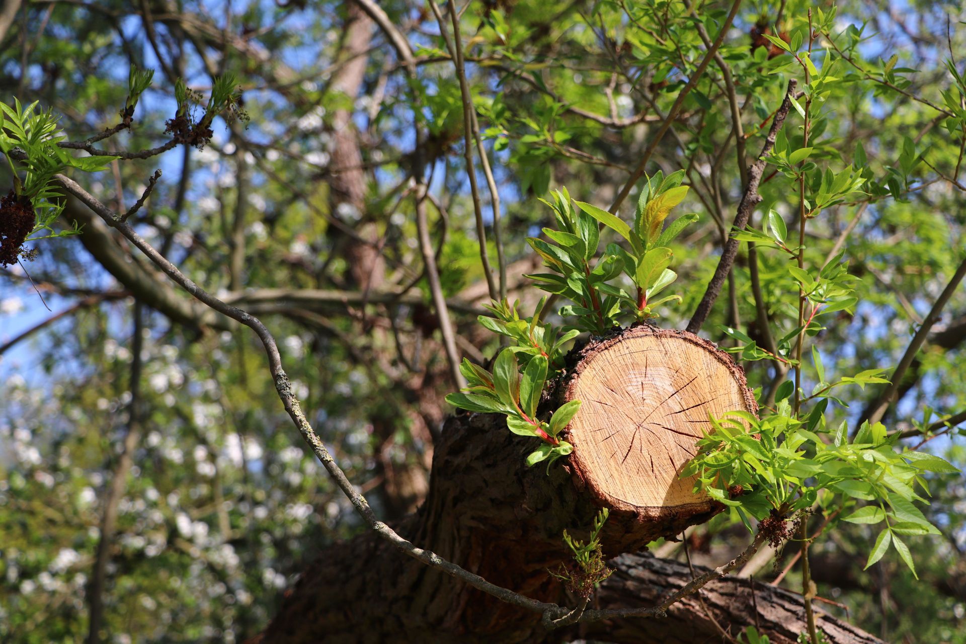Freshly cut tree trunk surrounded by green leaves and branches in a wooded area