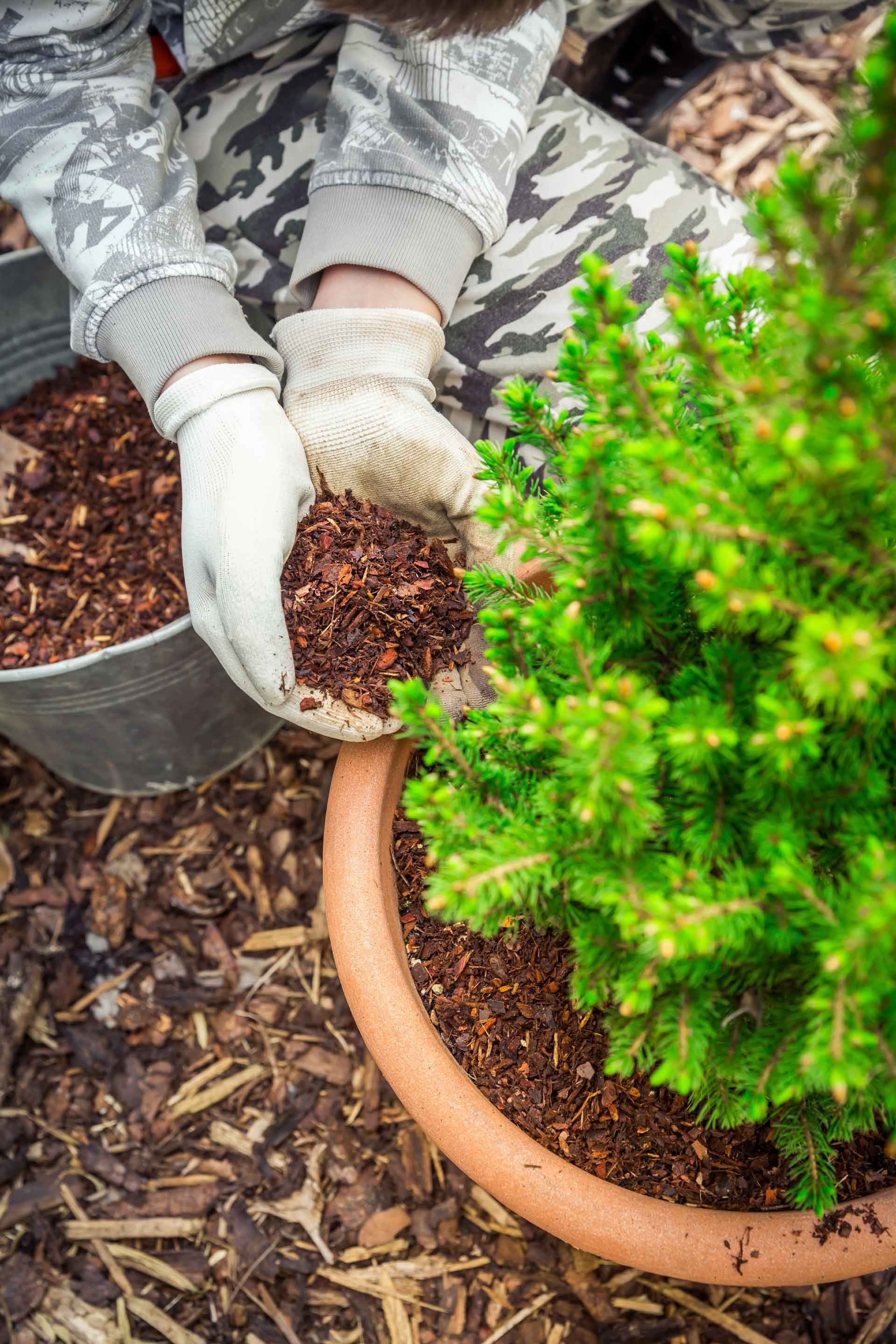 A person is planting a tree in a pot