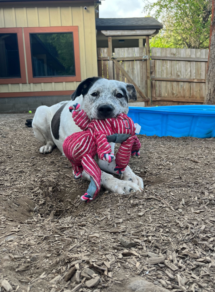 A black and white dog is holding a stuffed animal in its mouth.