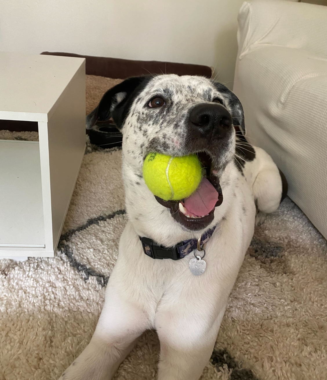 A dog with a tennis ball in its mouth