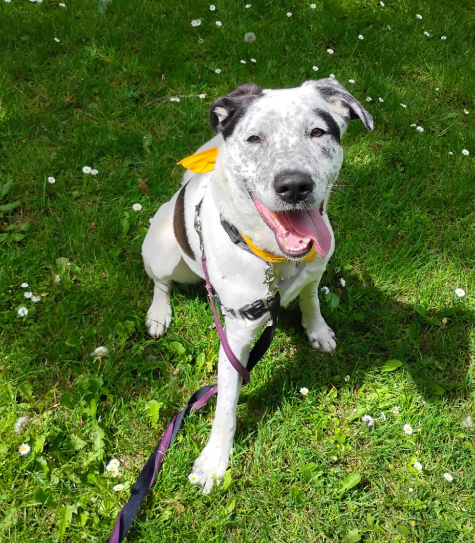 A black and white dog is sitting in the grass on a leash.