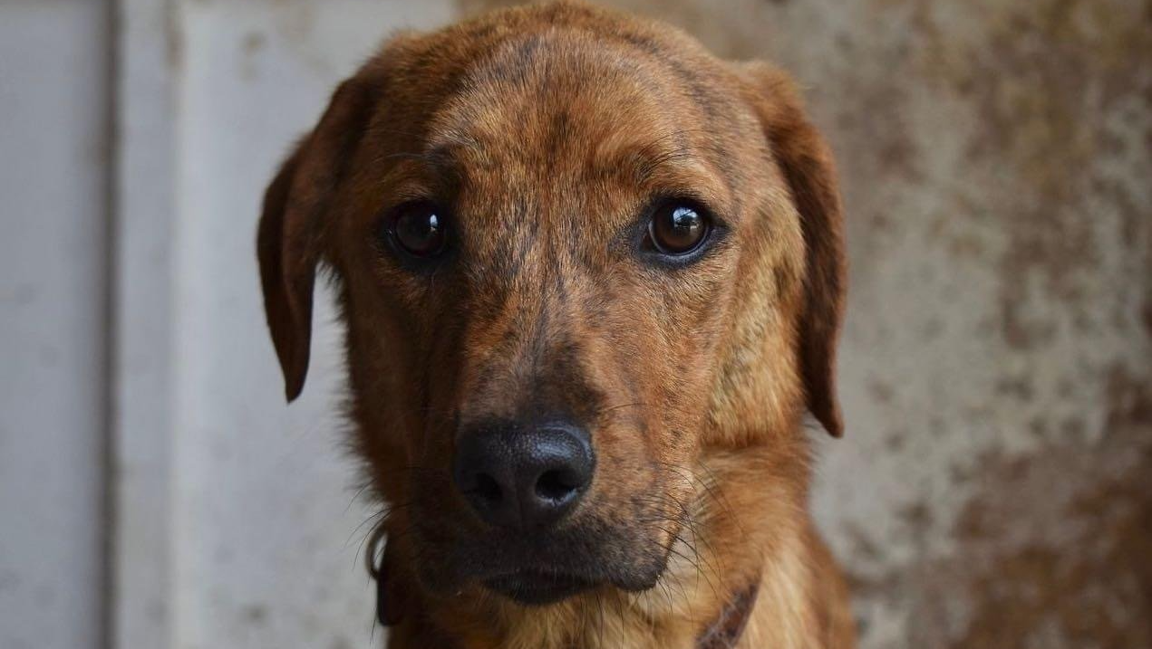 Ο Λάζαρος αναζητά σπίτι! stray dog