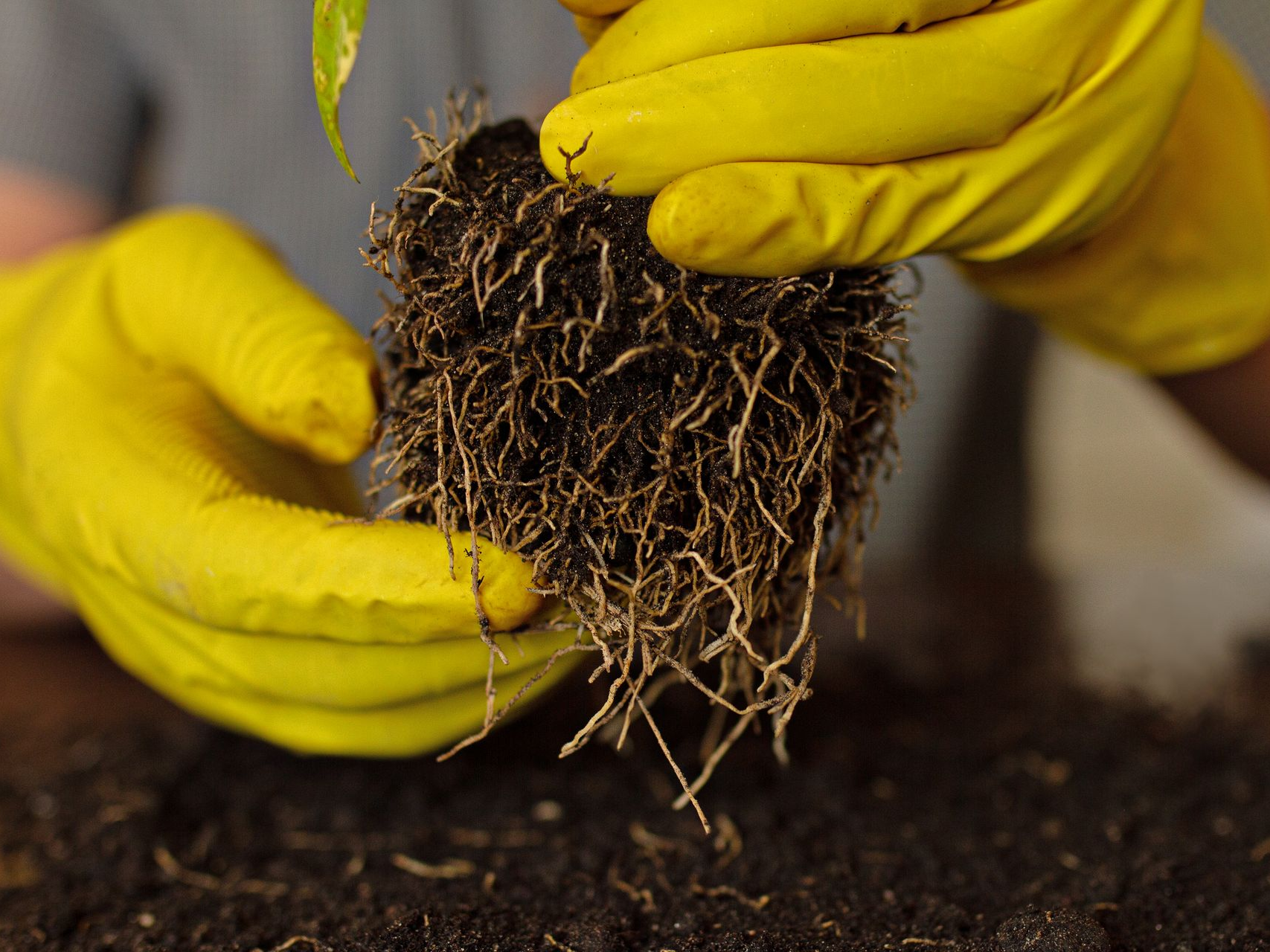 Gardener holding a plant root ball in gloved hands