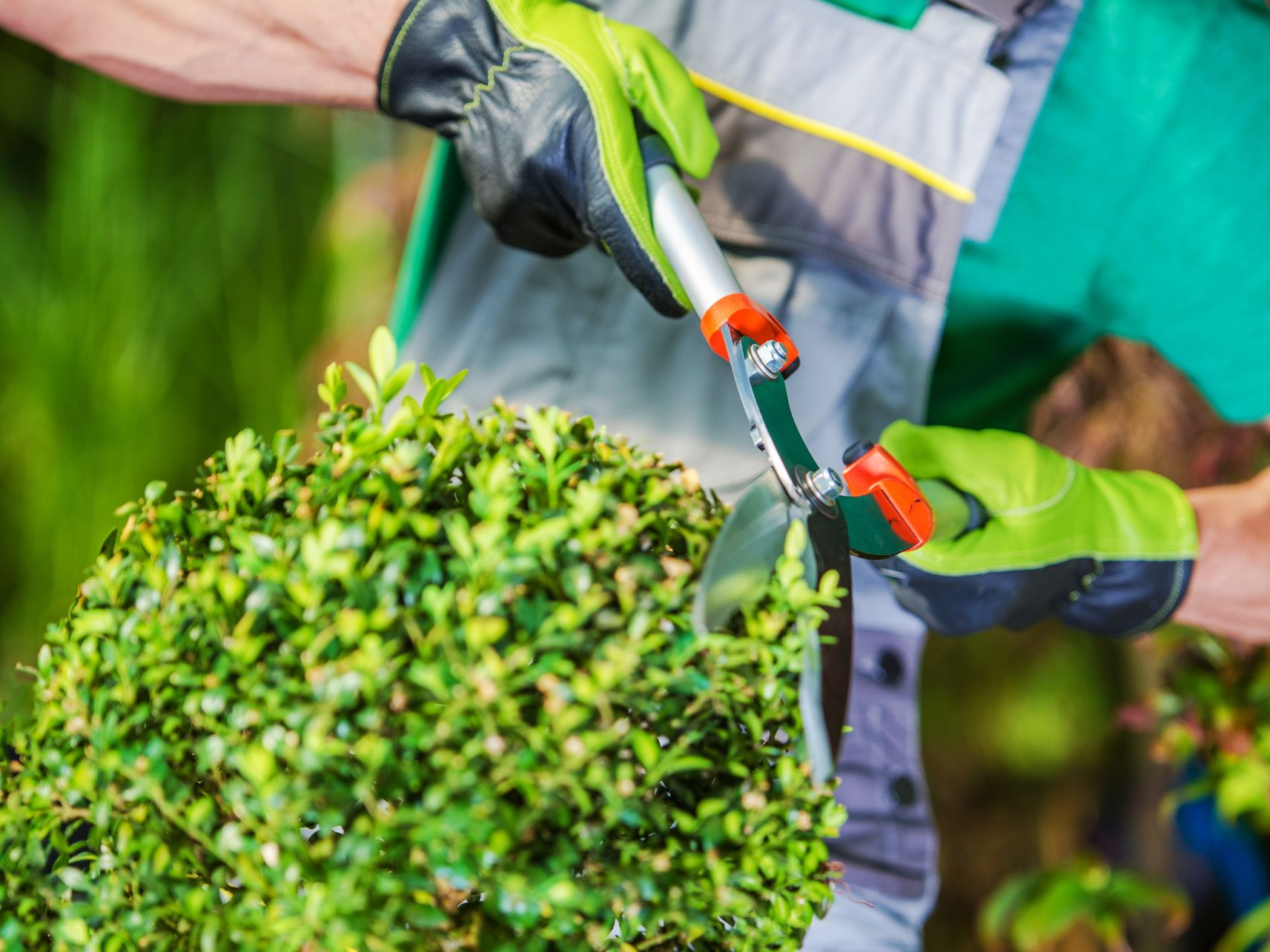 Gardener trimming a hedge with pruning shears