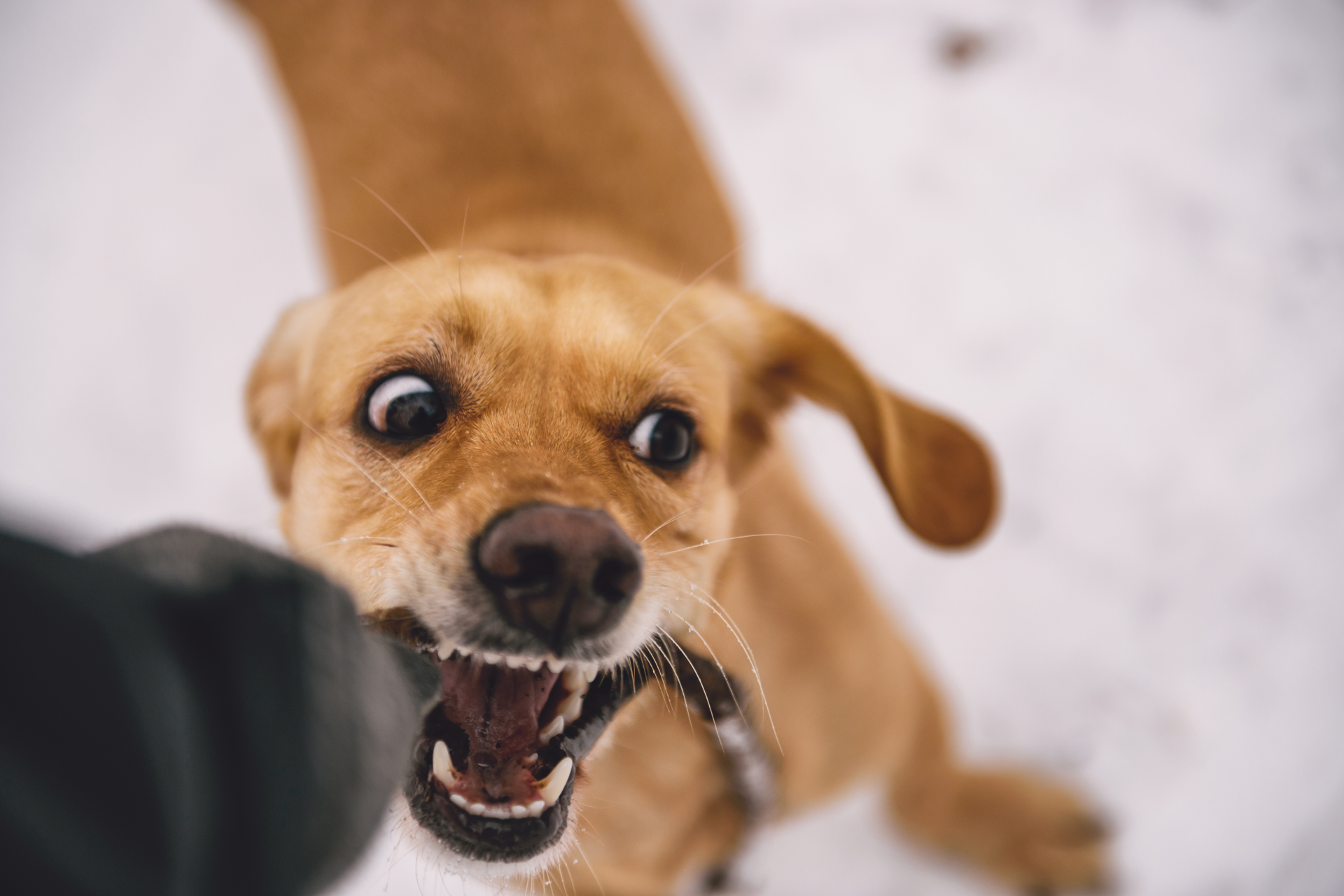 Tan dog barking with mouth open in snowy outdoor setting