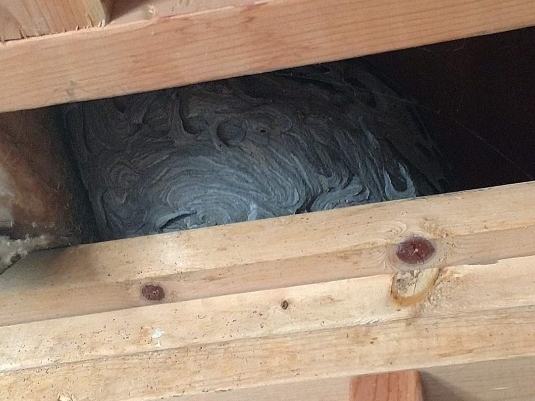 Pest Control Fargo, ND Moorhead Detroit Lakes, MN Norfolk, NE