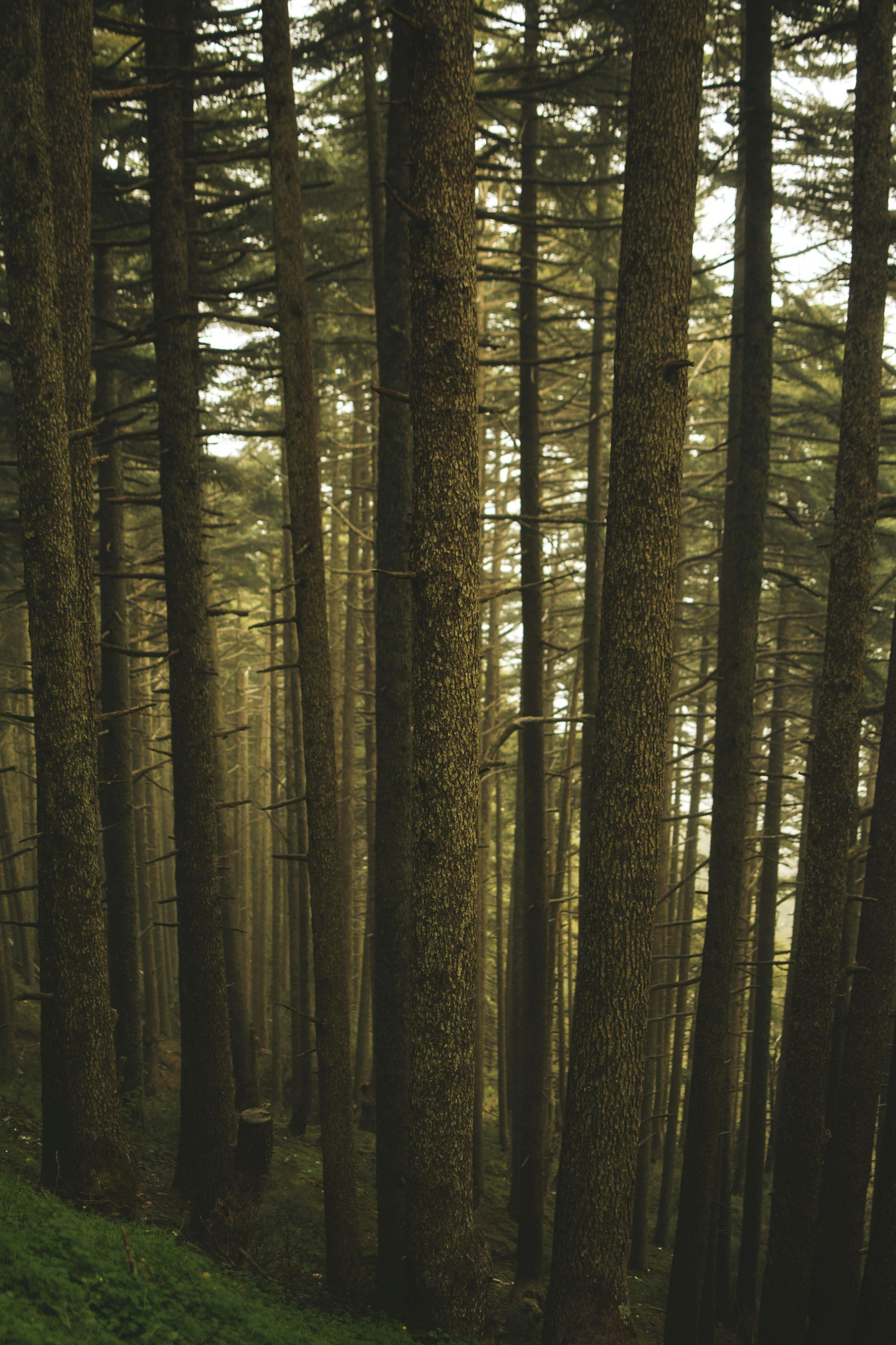 Tall, slender trees in a misty forest. Light filters through the dense foliage, creating a moody atmosphere.