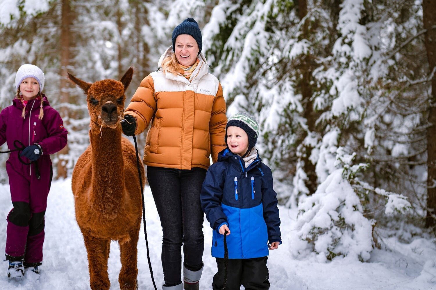 wanderung mit alpaca