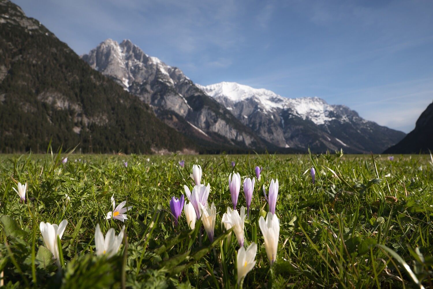 Ein Blumenfeld mit Bergen im Hintergrund