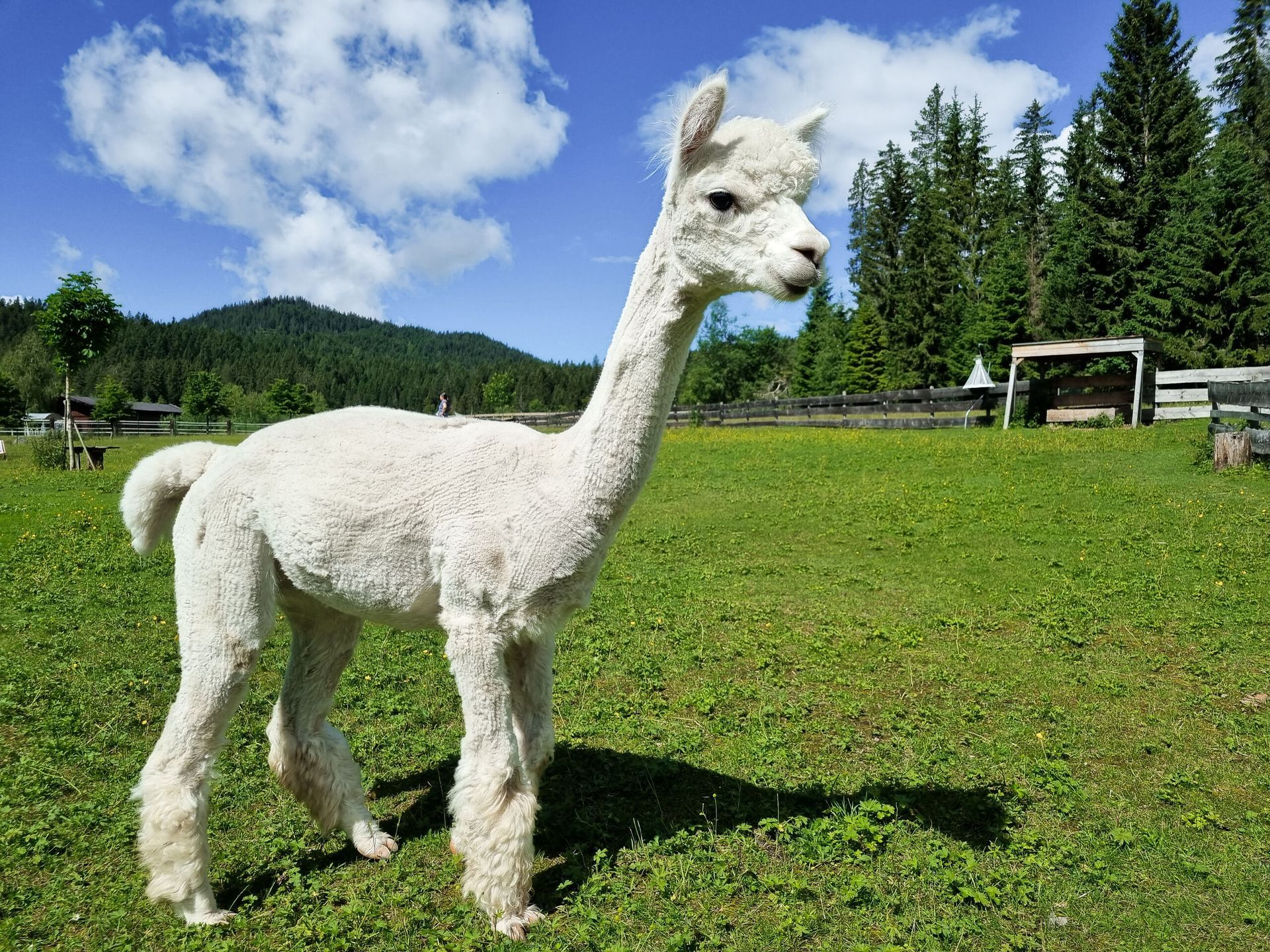 Ein weißes Alpaka steht auf einer Wiese.