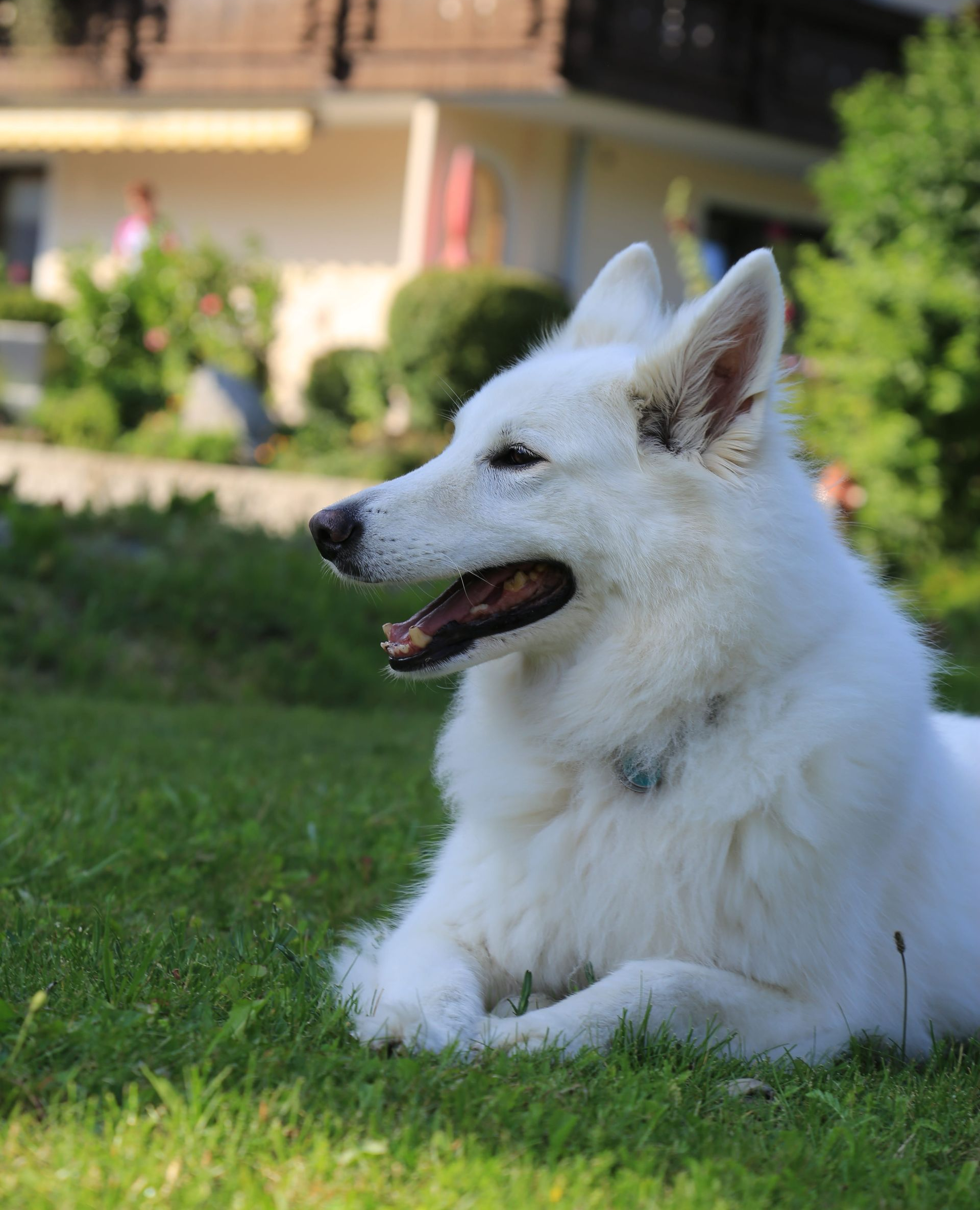 unsere hund Luna im Leutasch