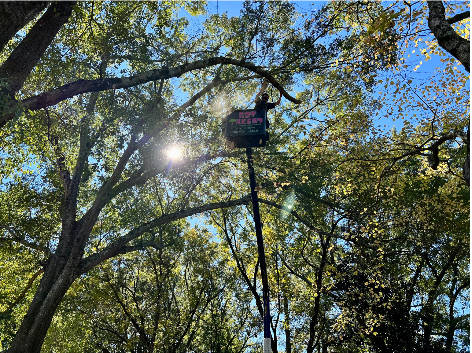 Tree Removal in Tupelo, MS