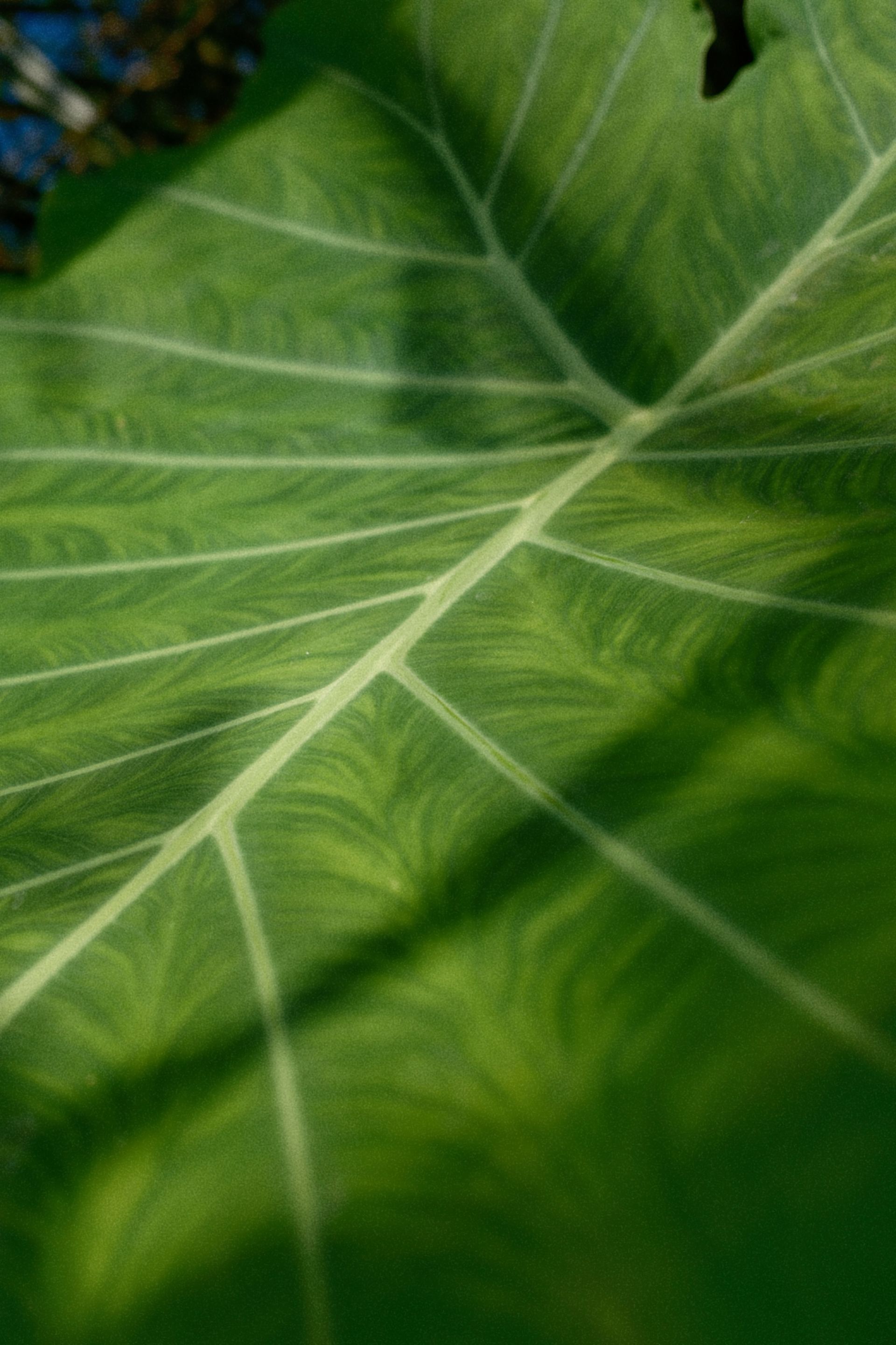 Gros plan sur une feuille verte aux nervures pâles et aux douces ombres du soleil.