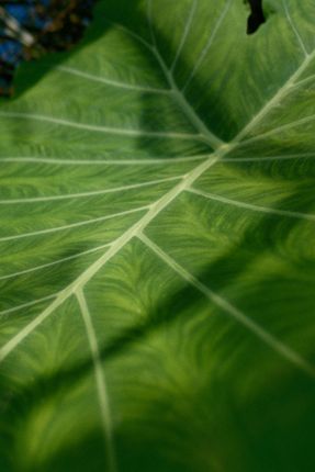 Gros plan sur une feuille verte aux nervures pâles et aux douces ombres du soleil.
