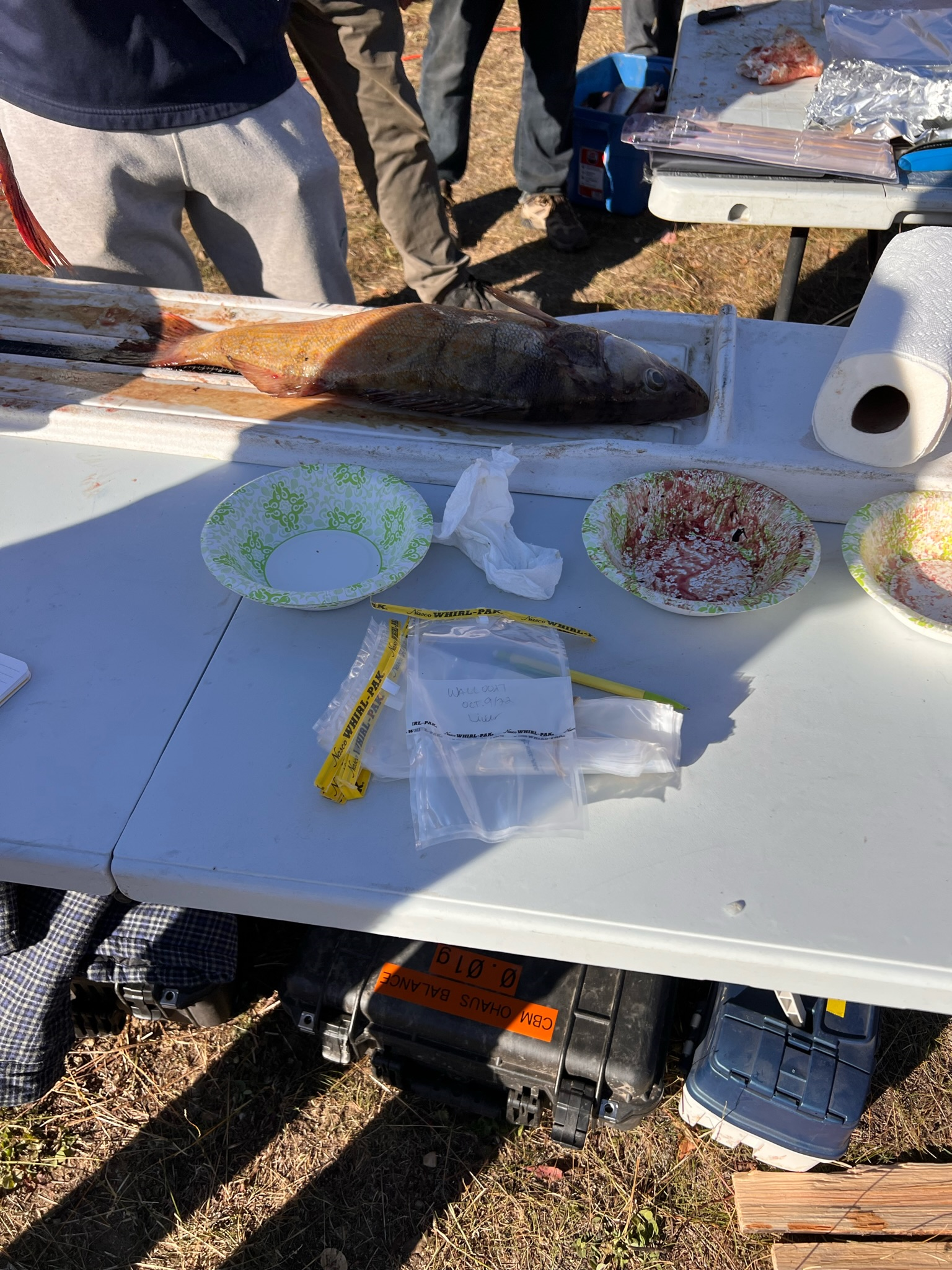 A fish being prepared on a white table outdoors with plates, bags, and people.