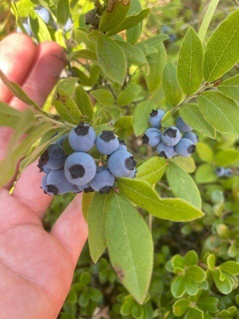 Hand holding a cluster of ripe, blue blueberries on a bush with green leaves.