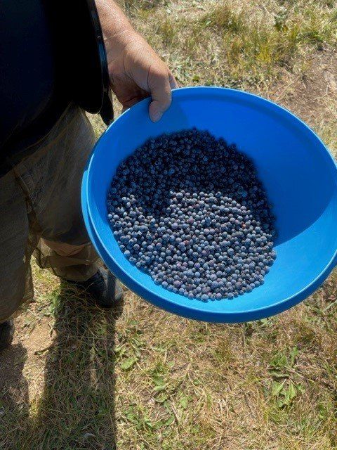Person holding a blue bucket filled with freshly picked blueberries in a grassy field.