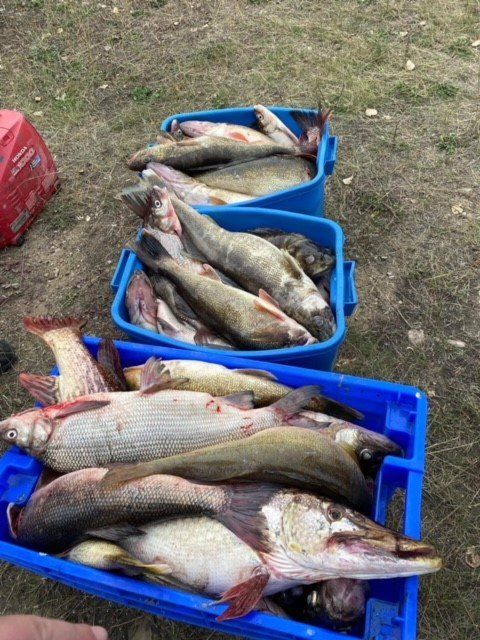 Three blue bins filled with caught fish on the ground