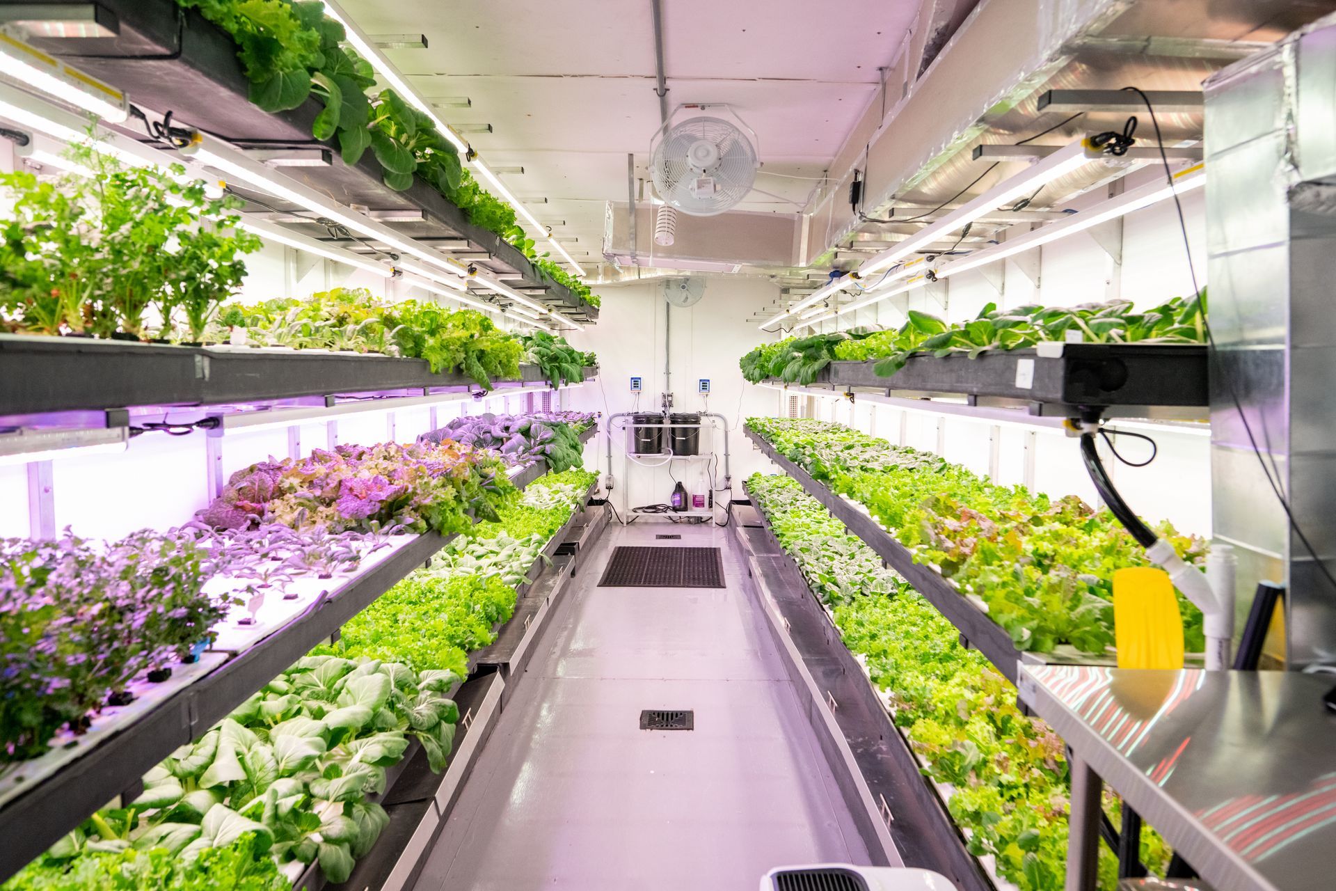 Rows of leafy green plants growing under artificial lights in an indoor vertical farm.