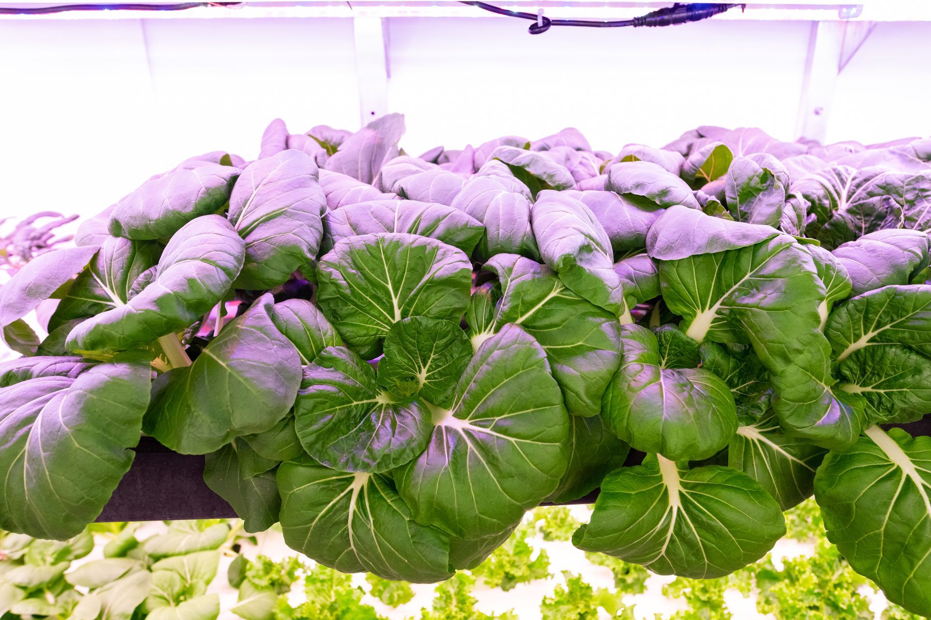 Close-up of leafy Bok Choy plants growing in a hydroponic indoor farm, under artificial lights.