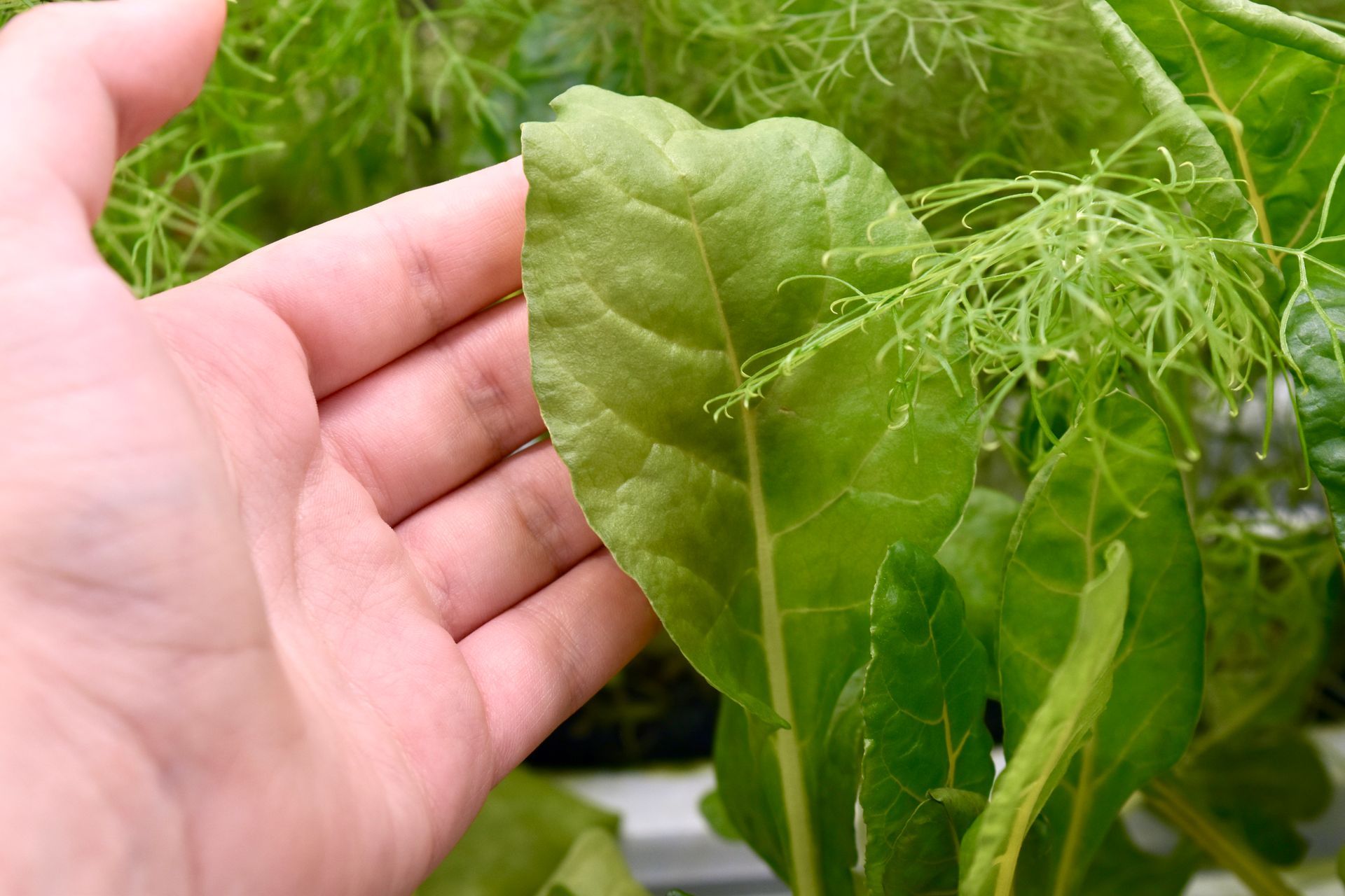 Hand holding a large green leaf, other greenery in the background.