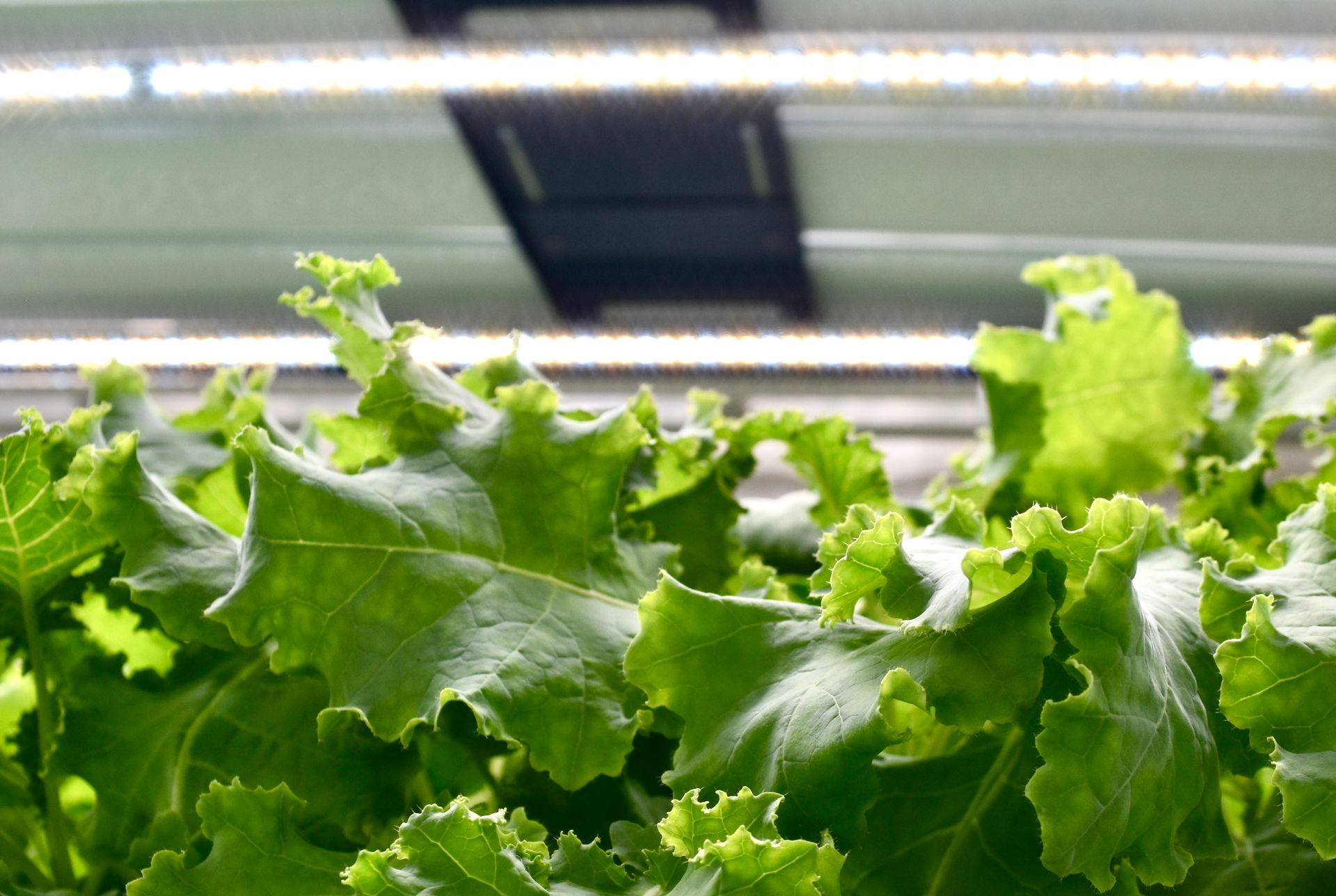 Close-up of green leafy vegetables under LED grow lights in a bright indoor setting.