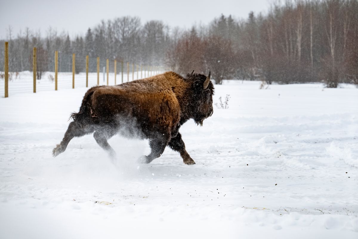 A large brown bison runs across a snowy, open field with a fence and trees in the background.