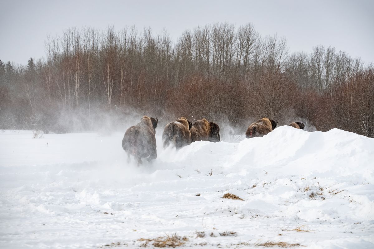 A small herd of bison moving through deep snow in a forest clearing on a cold, wintry day.