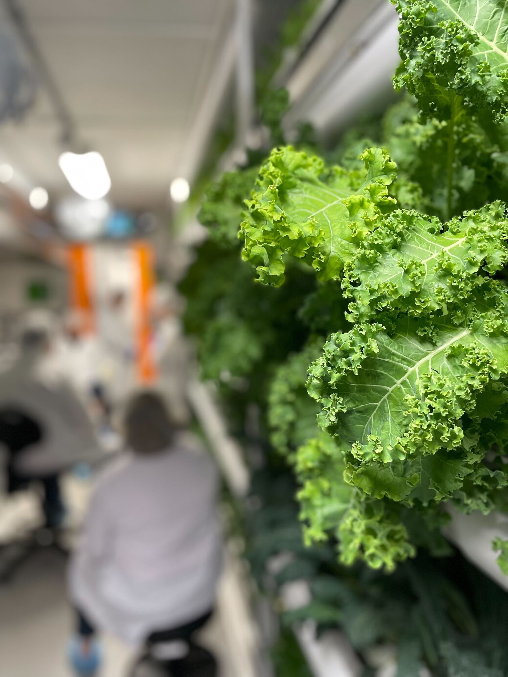 Close-up of vibrant green kale plants growing in an indoor hydroponic farm, with workers in white coats blurred in the background.