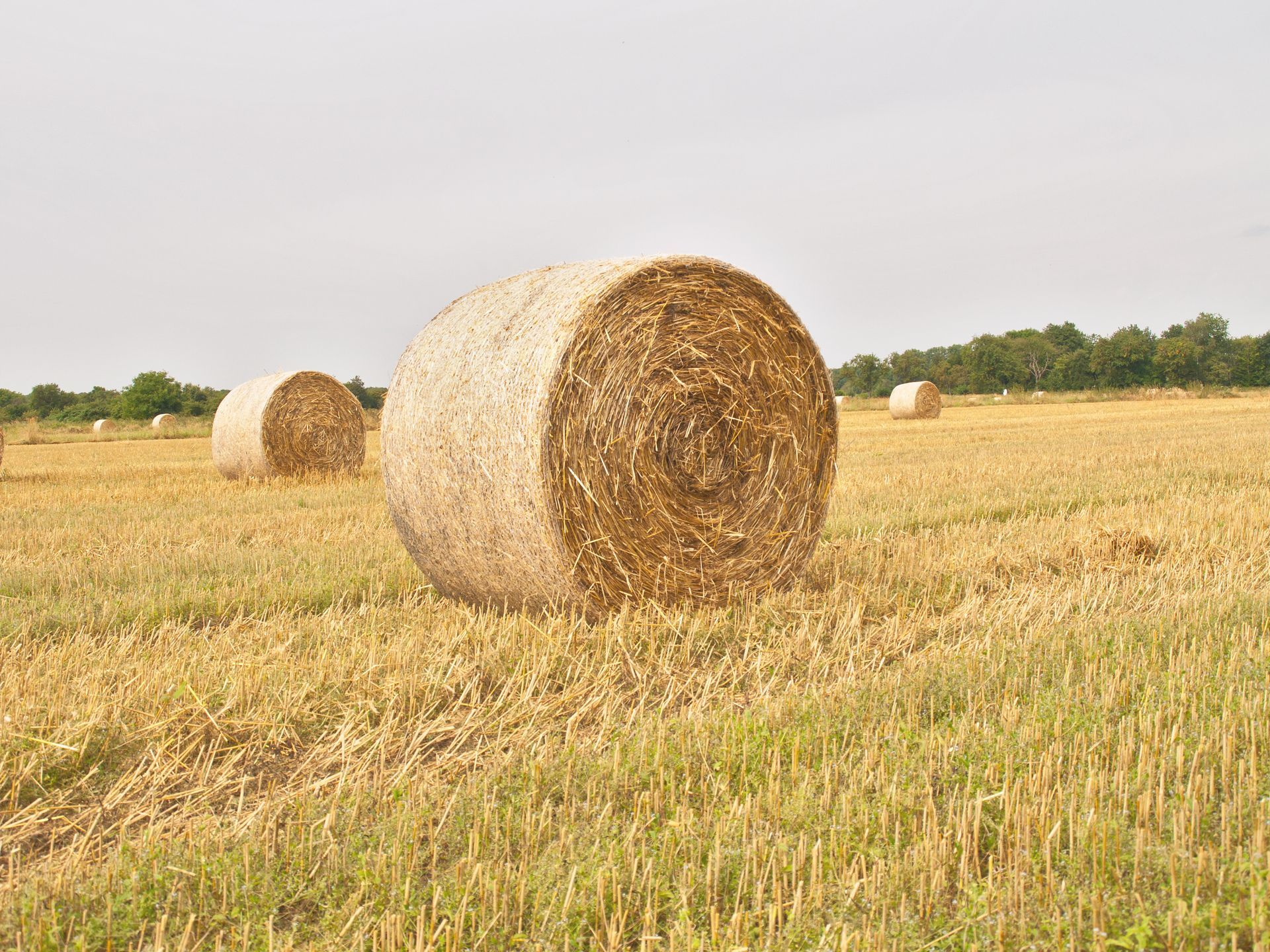 Large round hay bale wrapped tightly in wholesale net wrap on an open agricultural field. Large round hay bale wrapped tightly in wholesale net wrap on an open agricultural field.
