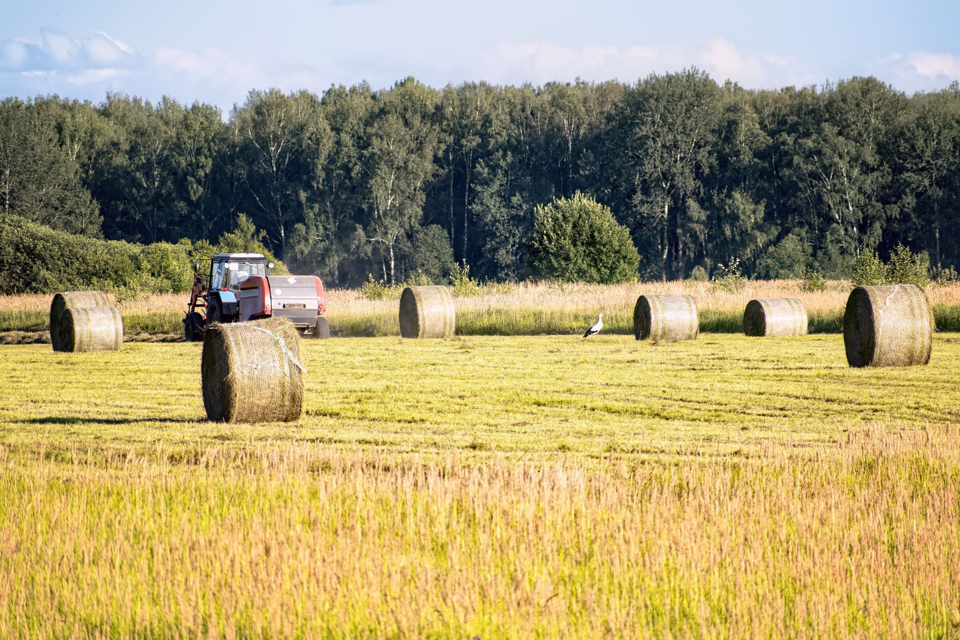 A baling machine gathers dried grass and forms dense round hay bales tied with twine.