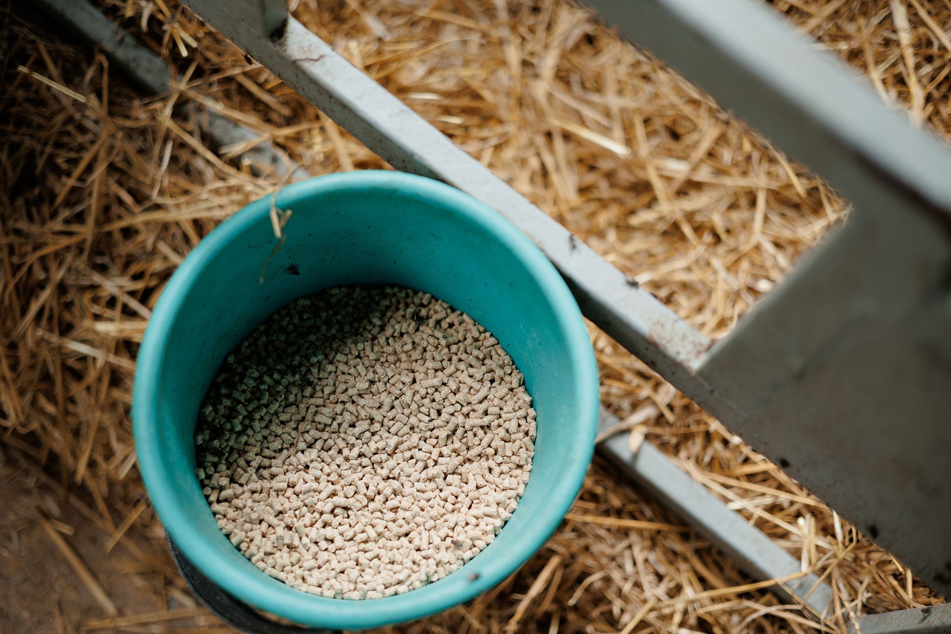 Bucket filled with livestock feed pellets set beside metal rails and straw bedding.