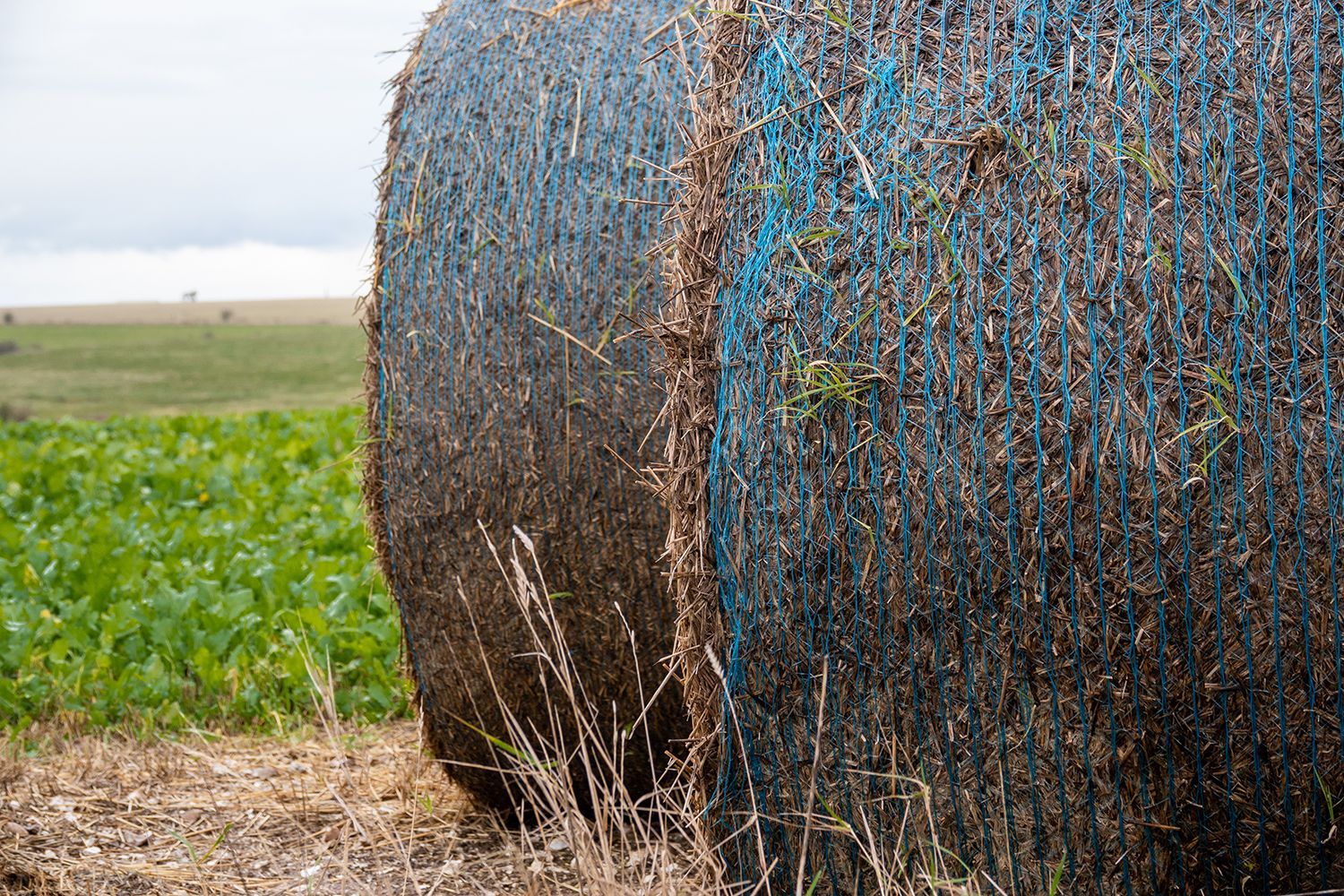 Large round hay bales wrapped in blue netting stacked in a grassy field near farmland. Large round hay bales wrapped in blue netting stacked in a grassy field near farmland.