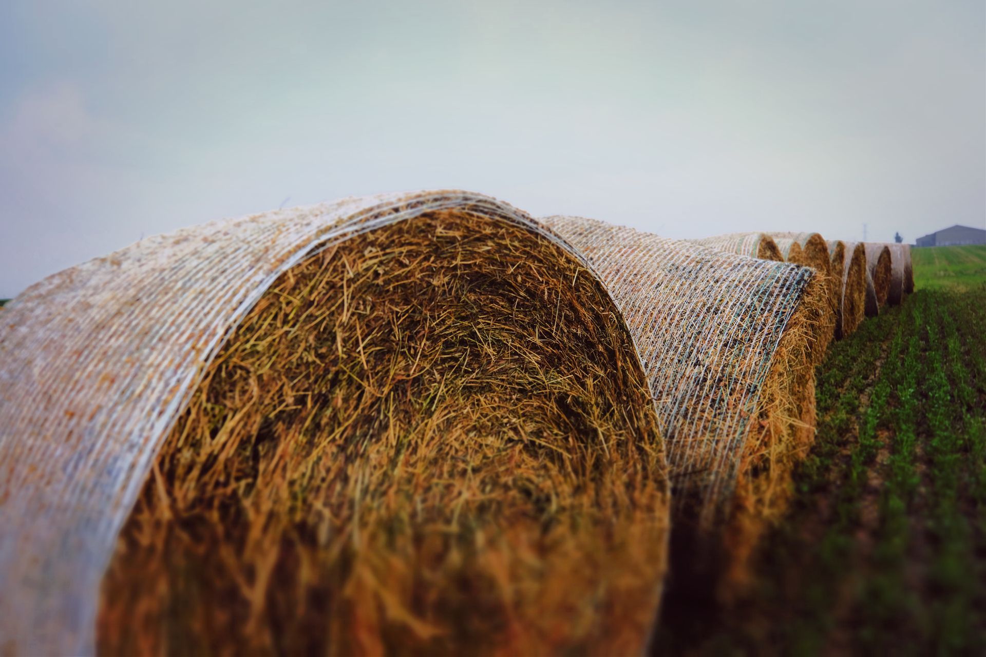 Round hay bales are arranged in a row across a grassy field.