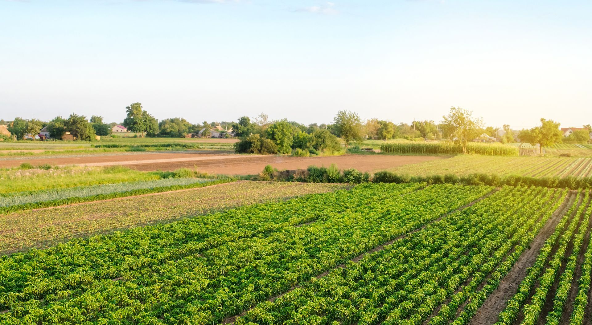 Agricultural land highlighting wholesale agriculture products with vast farmland views.