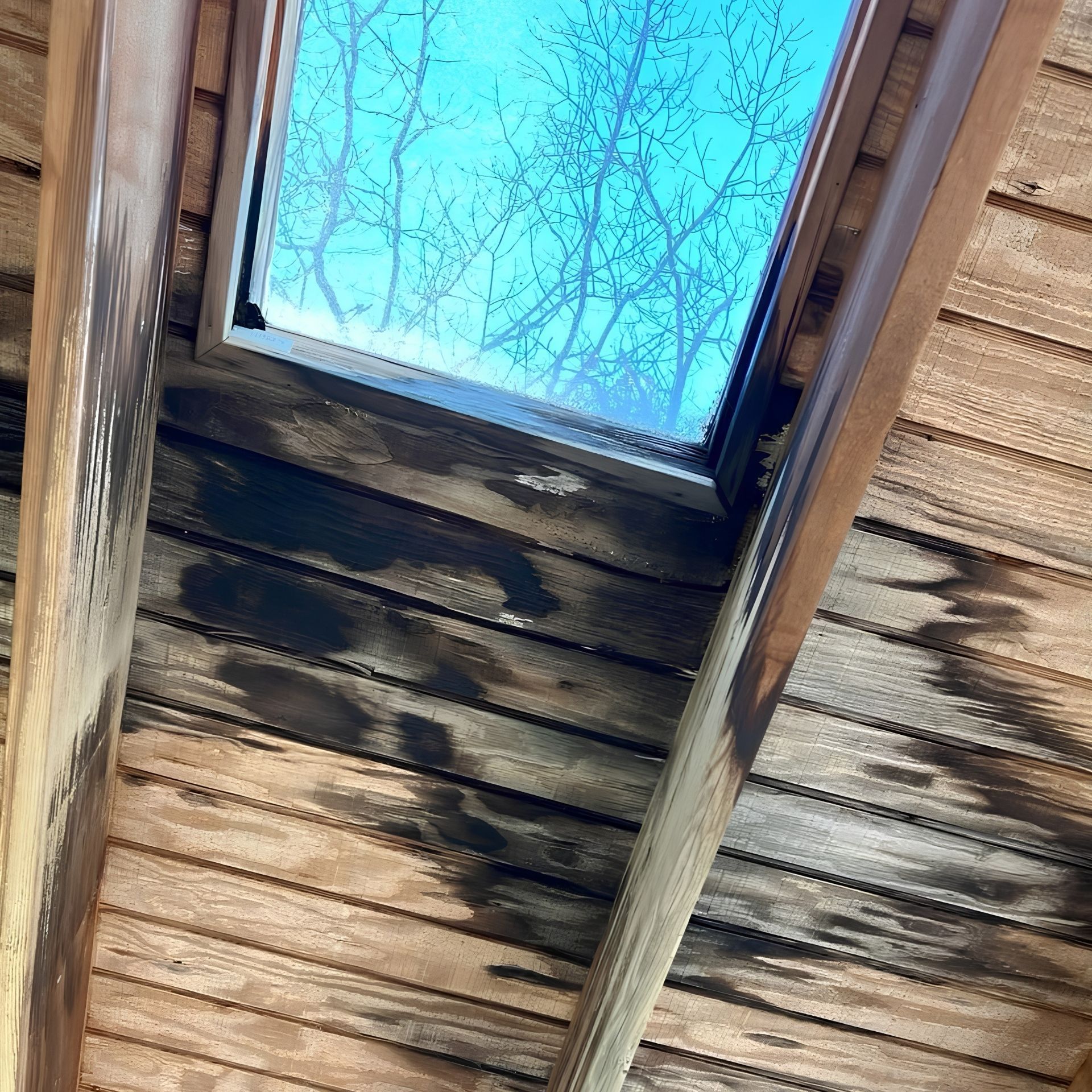 Water-damaged wooden ceiling with a skylight showing blue sky and bare tree branches