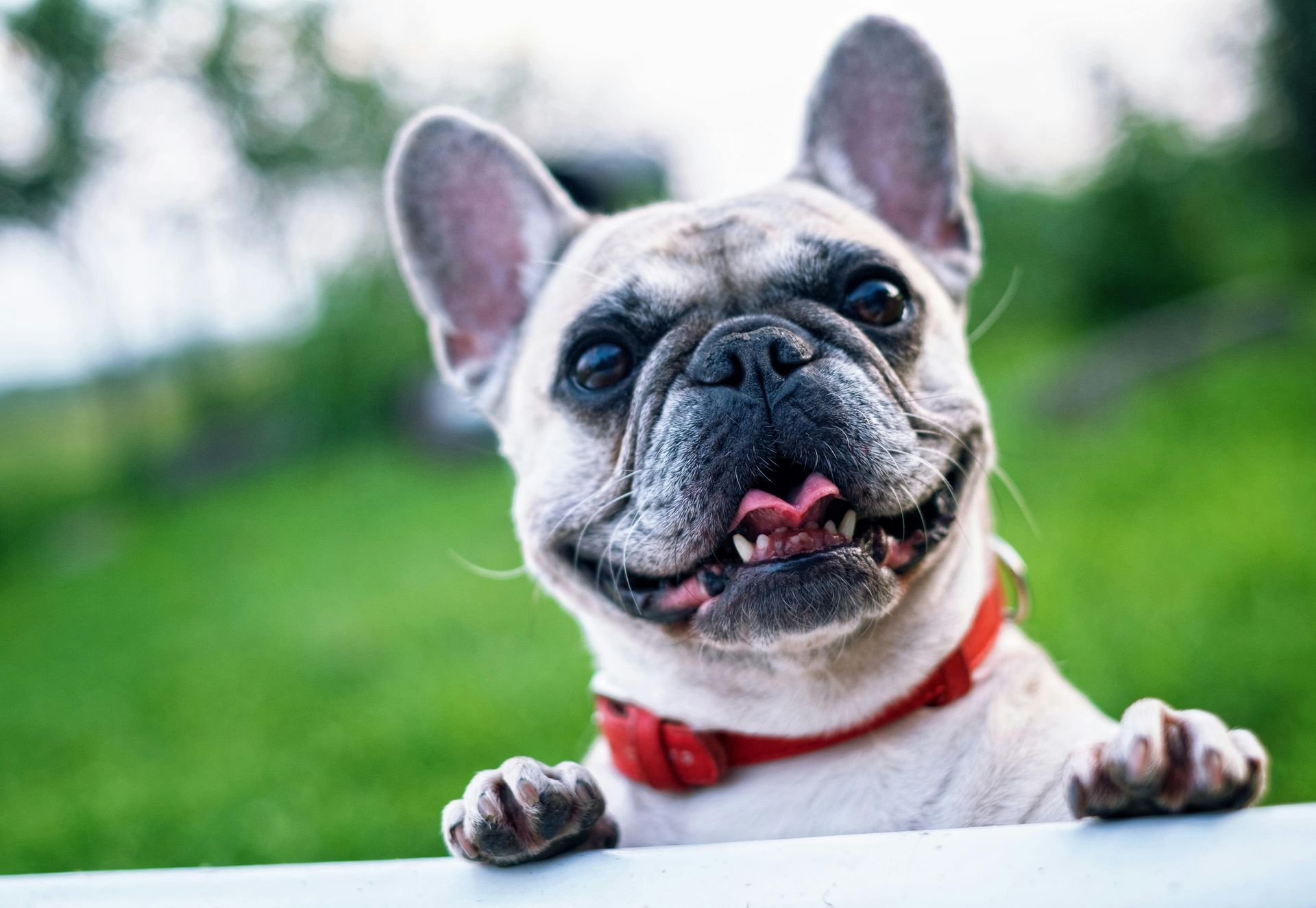Happy French bulldog with a red collar, peeking over a white ledge, green background.
