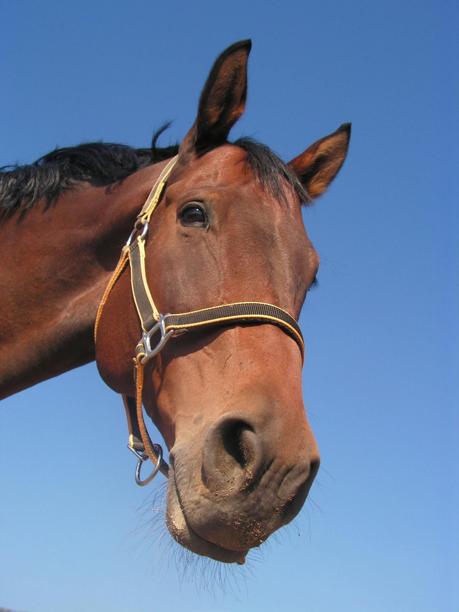Brown horse with a halter, against a clear blue sky.