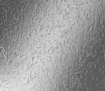 Oak – Level 4